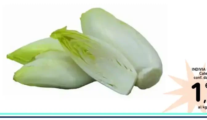 Indivia belga