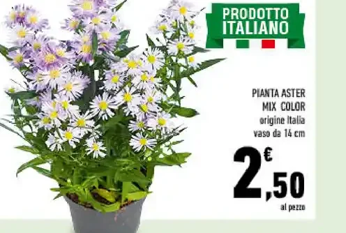 Pianta aster mix color