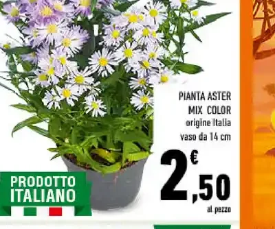 Pianta aster mix color
