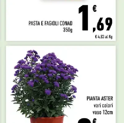 Pianta Aster