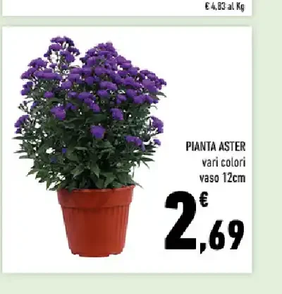 Pianta aster vari colori