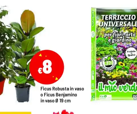 Ficus Robusta o Ficus Benjamino