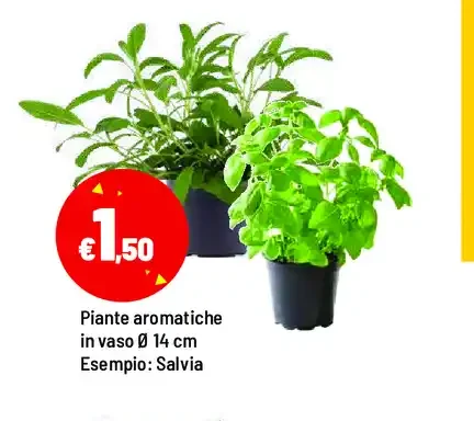 Piante aromatiche
