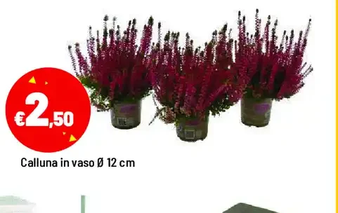 Calluna