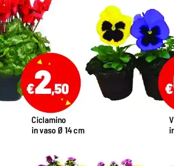 Ciclamino
