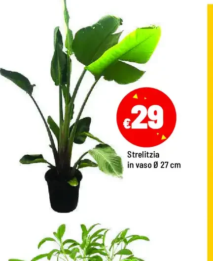 Strelitzia
