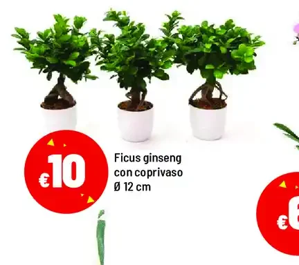 Ficus ginseng con coprivaso