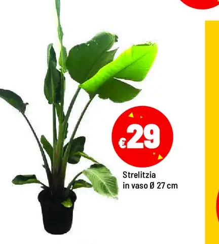 Strelitzia