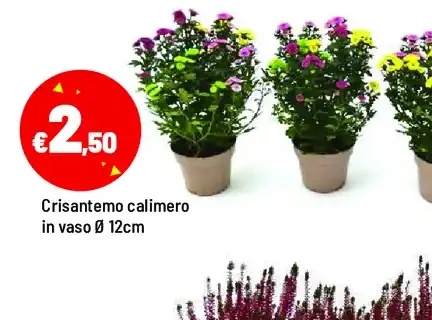 Crisantemo calimero