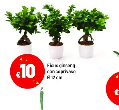 Ficus ginseng con coprivaso