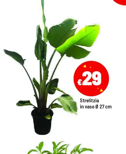 Strelitzia