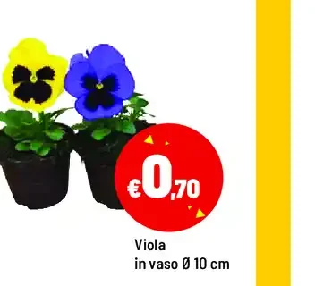 Viola