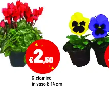 Ciclamino