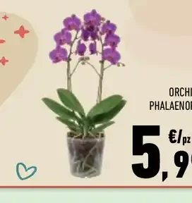 Orchidea Phalaenopsis