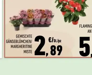 Margherite miste