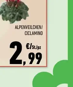 Alpenveilchen ciclamino