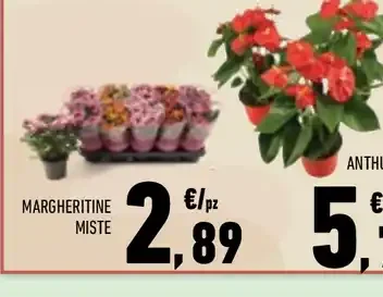 Margherite miste