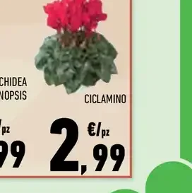 Ciclamino