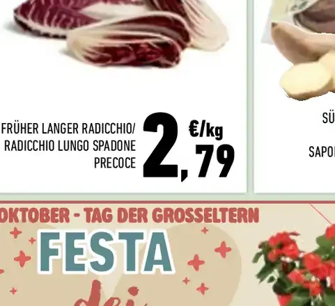 Radicchio lungo Spadone precoce