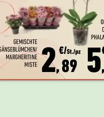 Margherite miste