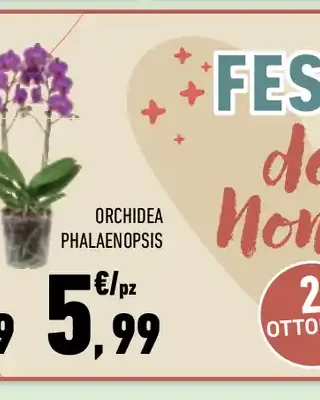 Orchidea phalaenopsis