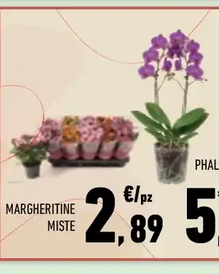 Margheritine miste