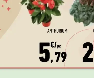 Anthurium