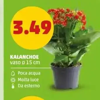 Kalanchoe