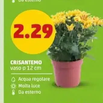 Crisantemo