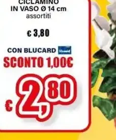 Ciclamino in vaso