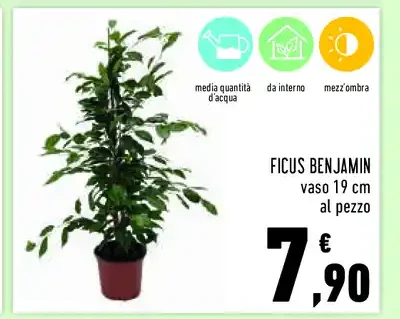 Ficus benjamin