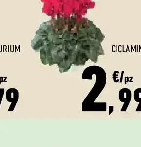 Ciclamino