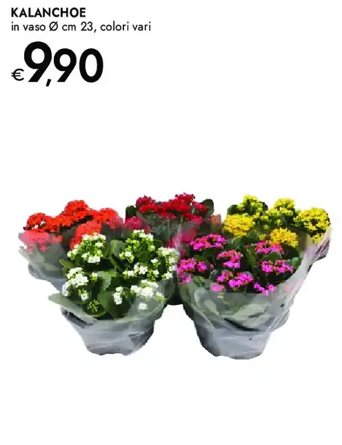 Kalanchoe