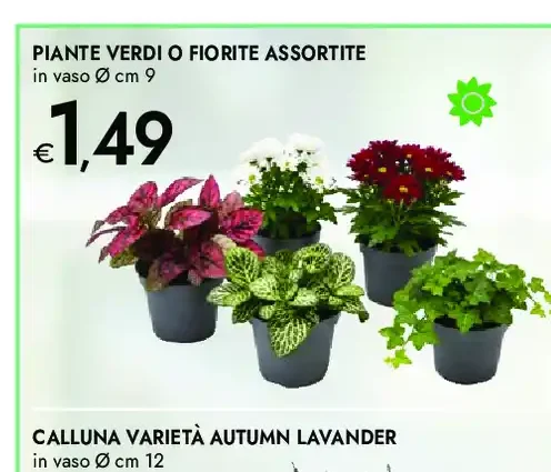 Piante verdi o fiorite assortite