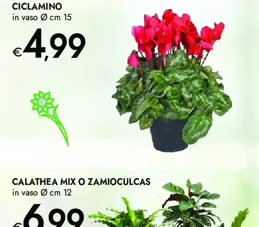 Ciclamino