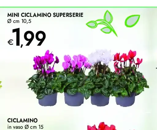 Mini ciclamino superserie