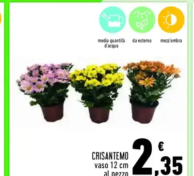 Crisantemo