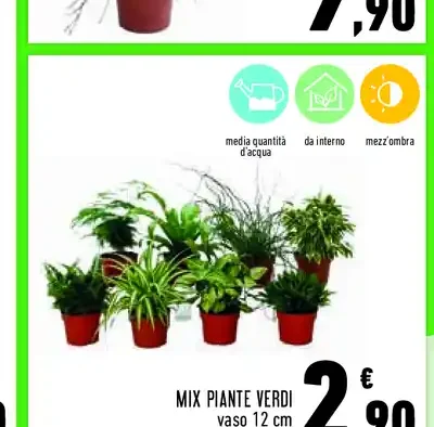 Mix piante verdi