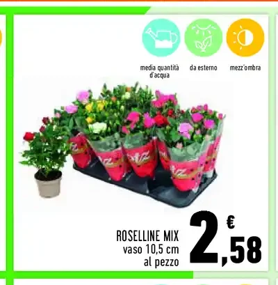 Roselline mix