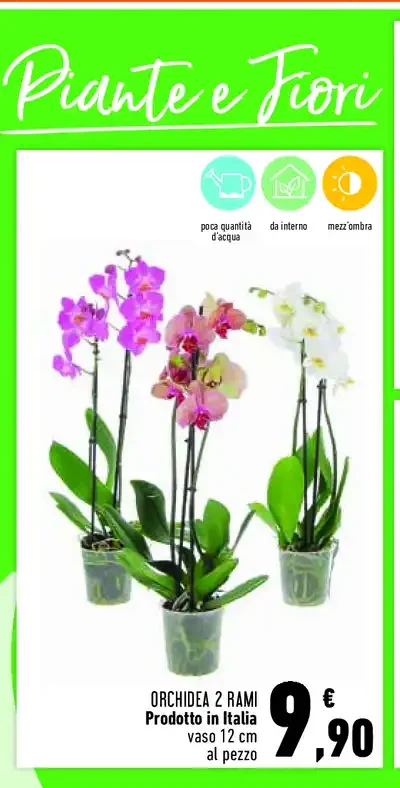 Orchidea 2 rami