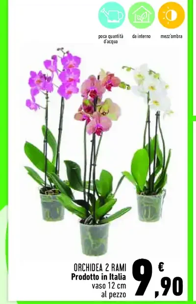 Orchidea 2 rami