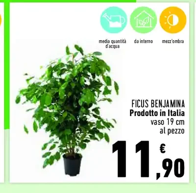 Ficus benjamina