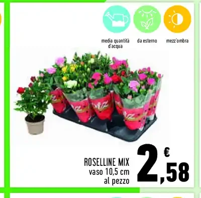 Roselline mix