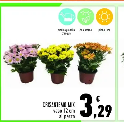 Crisantemo mix