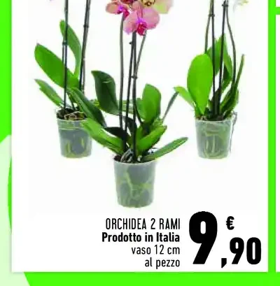 Orchidea 2 rami