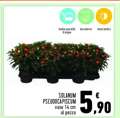 Solanum pseudocapsicum