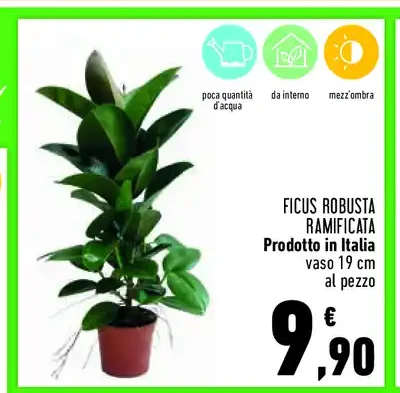 Ficus robusta ramificata