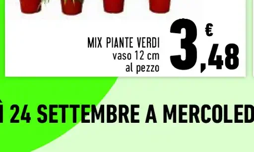 Mix piante verdi