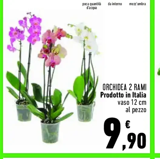 Orchidea 2 rami