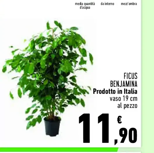Ficus benjamina